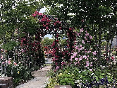 福山市・バラ公園の写真