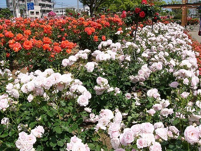 福山市・バラ公園の写真