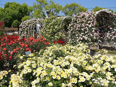 福山市・バラ公園の写真