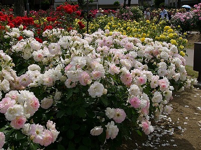 福山市・バラ公園の写真