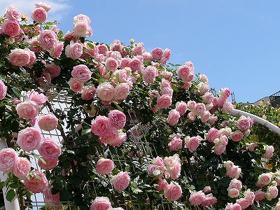 福山市・バラ公園の写真