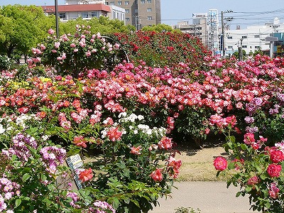 福山市・バラ公園の写真