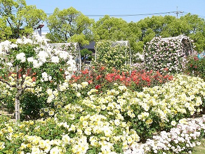 福山市・バラ公園の写真