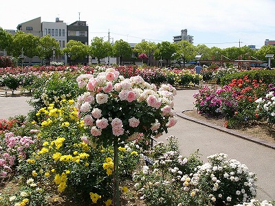 福山市・バラ公園の写真