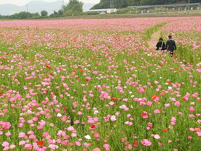 笠岡ベイファームの写真