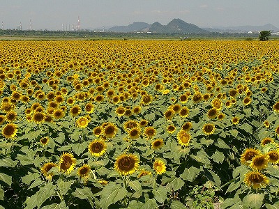 笠岡ベイファームの写真