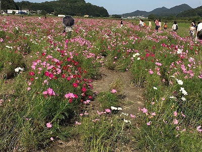 笠岡ベイファームの写真