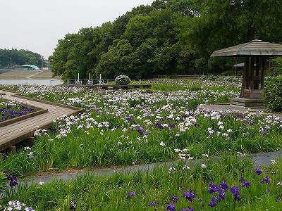 井原市・小田川沿いの写真