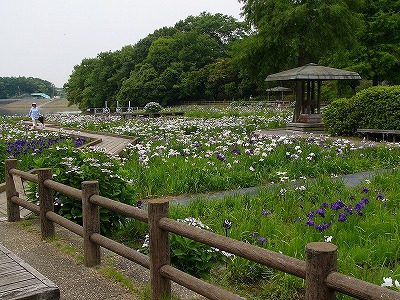 井原市・小田川沿いの写真