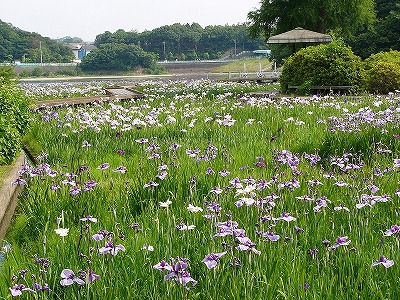 井原市・小田川沿いの写真