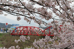 桜・日吉橋