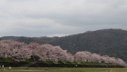 桜・井原堤3