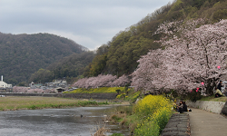 桜・井原堤4