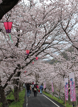 桜・井原堤1