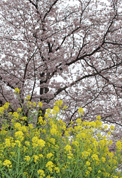 桜・井原堤